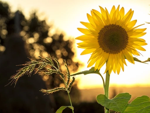 D-vitamin i väntan på solen